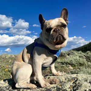 Meet your Posher, Dana